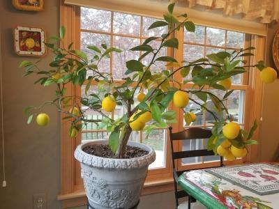 How to properly grow citrus trees indoors (step-by-step guide)