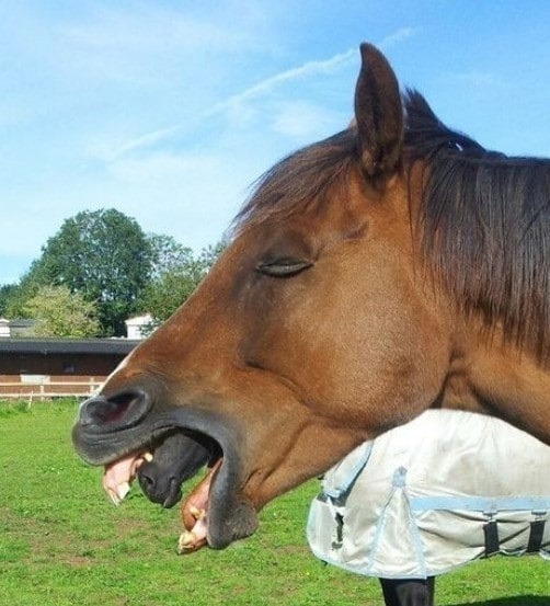 He noticed what was coming from the horse’s mouth when he reviewed the photo.