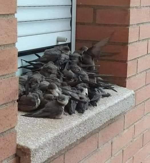 The man fed the raven every day, and a year later the bird gave him something he had misplaced