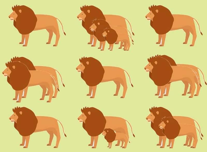 How Many Lions Do You See?