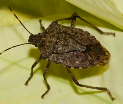 Those pesky shield-shaped insects, also start looking for a cozy place to overwinter, often finding their way into our homes.