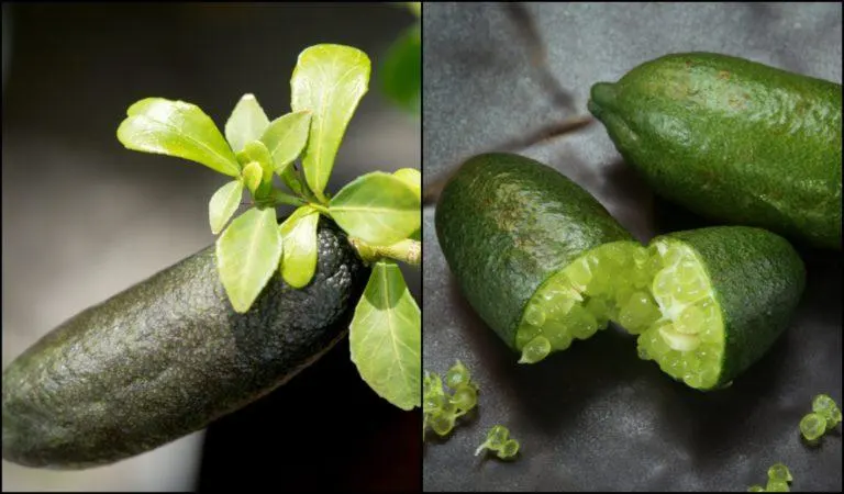 How To Grow Finger Lime Trees In Pots No Matter Where You Live…