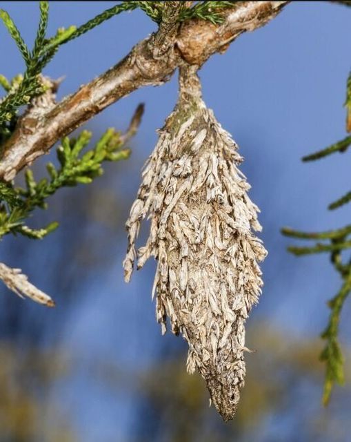 If You Ever Spot This Insect, Get Rid of It Immediately!