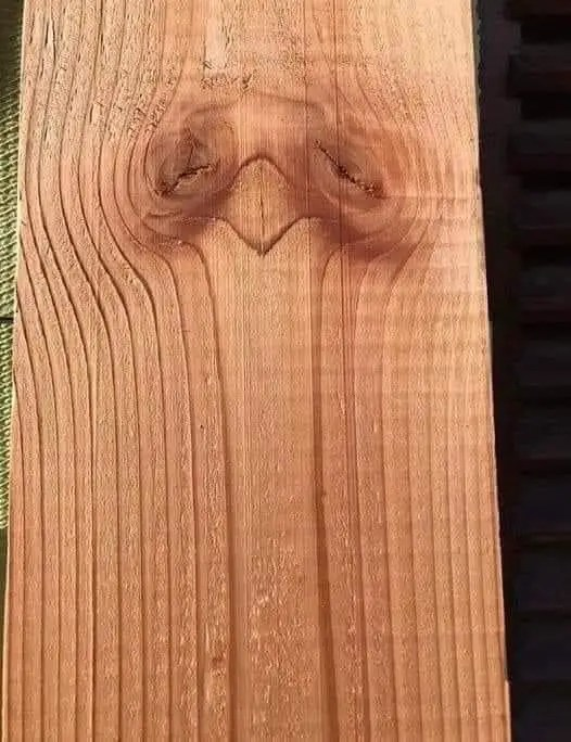 What Does Your Brain Reveal? Tree vs. People…