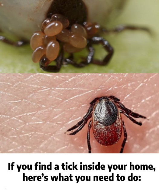 If you find a tick inside your home, here’s what you need to know…
