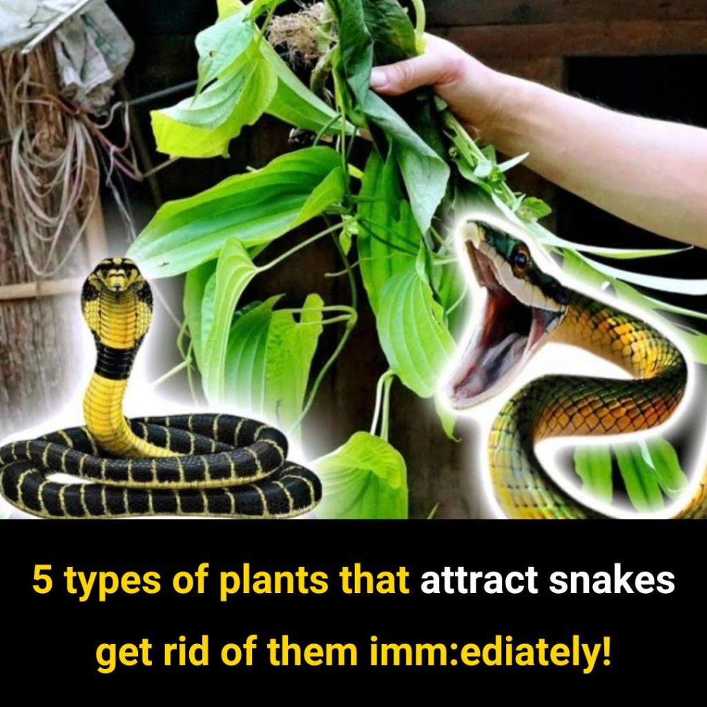 5 Types of Plants That Attract Snakes – Remove Them to Keep Your Family Safe…