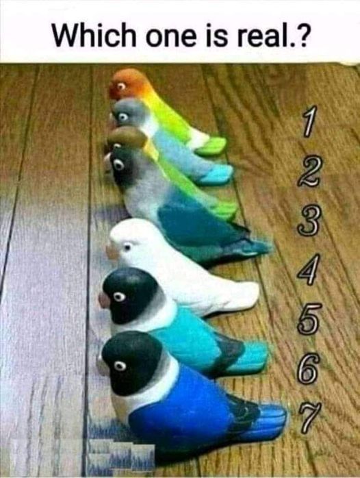 Can you spot the real bird hiding between the toys?