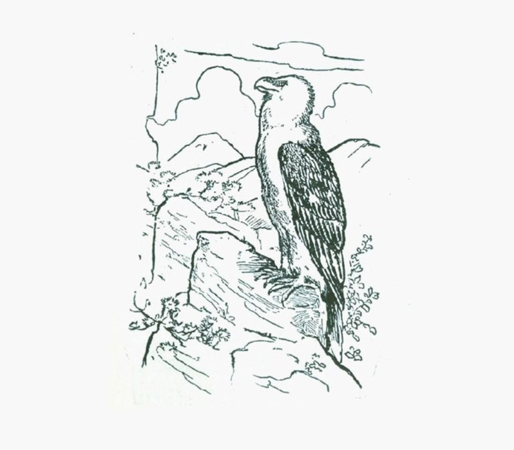 Test your eye skills: Where is the sheep hidden?