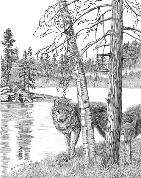 How many Wolves can you FIND in this PICTURE?