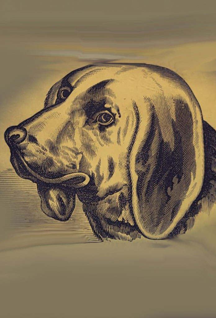 If you see the owner of the dog in the picture, then your imagination is fine