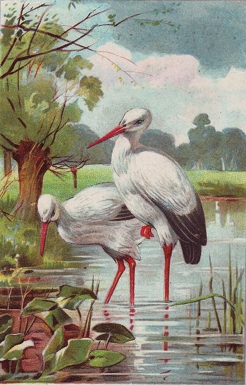 Find the Baby in the Swamp