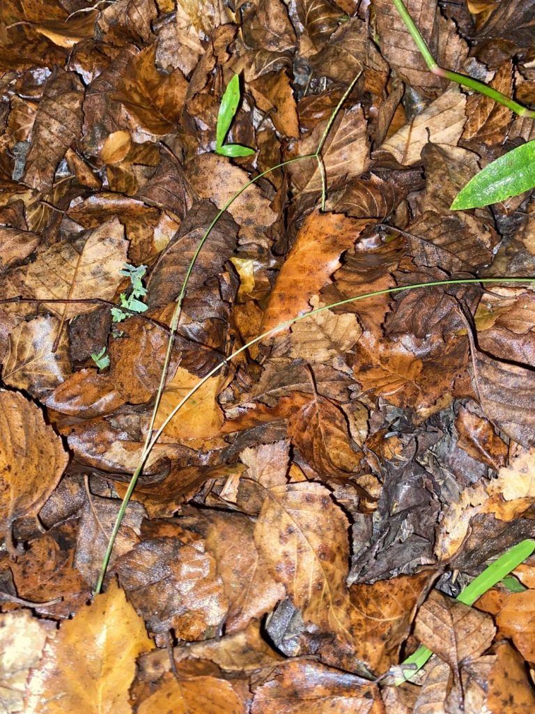 Test your observation skills—can you find the frog in this picture?