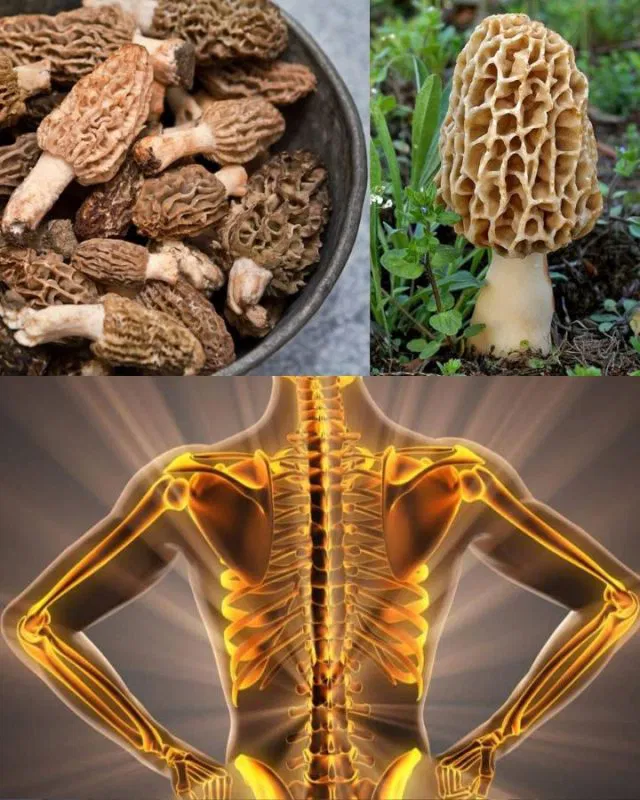 If you see this mushroom, you’re sitting on gold and don’t even…