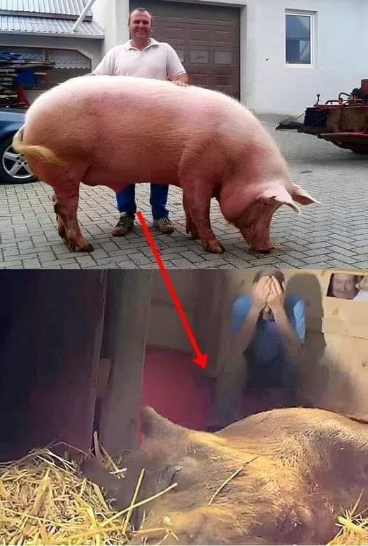 The pregnant sow went into labor, had a high fever, and they believed she would d1.e