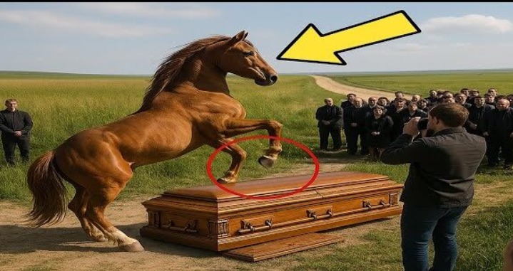 A horse jumped onto a coffin during a funeral – and then… they heard him CRYING!