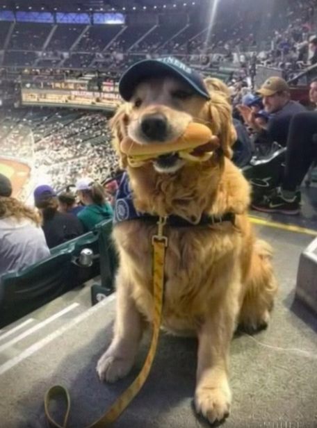 My Dog Stole A Hot Dog At The Ballgame, But Instead Of Getting Mad, The Crowd Did Something I Never Expected