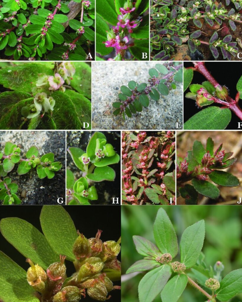 Euphorbia Thymifolia: The Tiny Herb with Gentle, Time-Tested Benefits