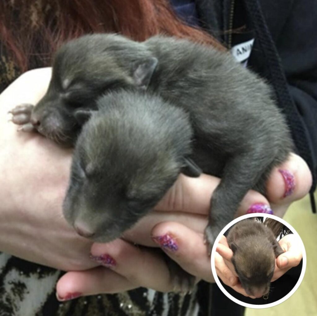 Man Discovers 5 Tiny ‘Puppies’ Hiding Beneath an Old Mattress—But They Turn Out to Be Something Else Entirely