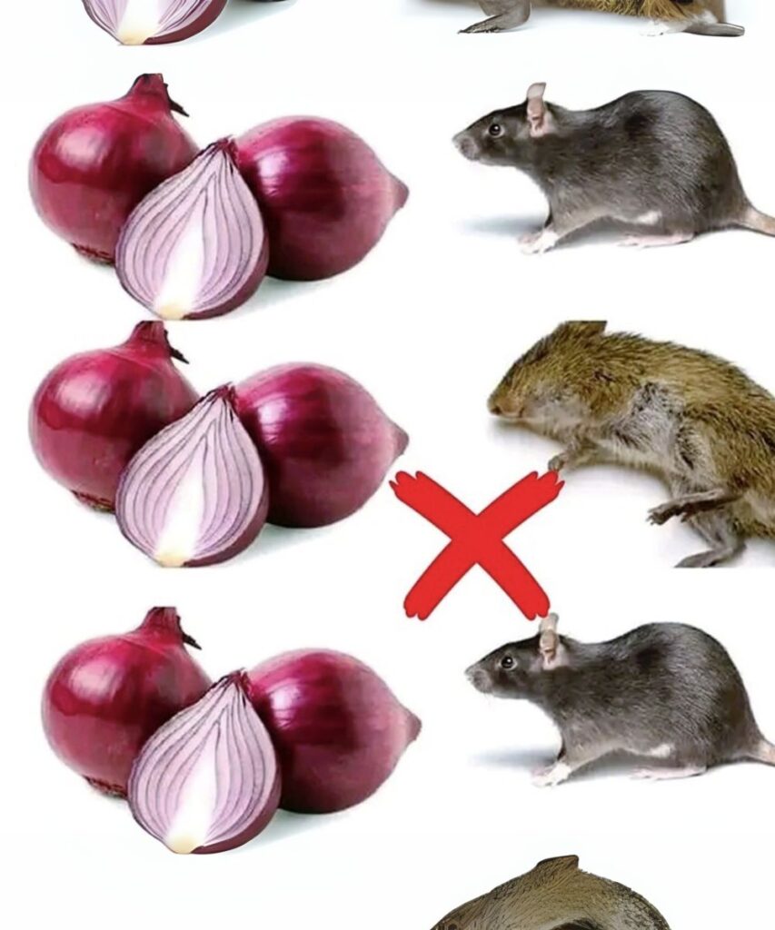 Don’t Waste Your Money (or Risk Your Pets!): The Truth About Onions and Rats!