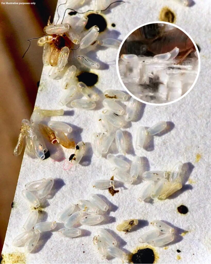 I thought it was just rice, but the truth turned out to be much worse