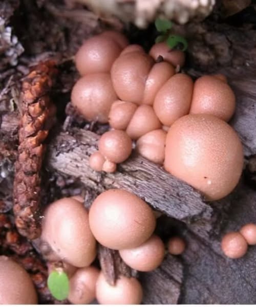 The Terrifying Discovery: The Ancient Fungus Hidden Beneath the Forest Floor